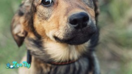 Щенок Понка ищет дом