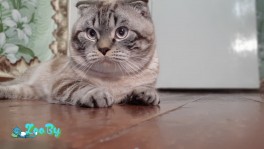Шотландский вислоухий кот ищет кошку для вязки