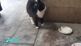 Ищем дом котику
