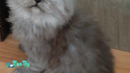 Продаются персидские котята