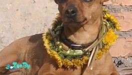 Ищем дом для карликового пинчера