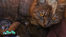 котята в дар или на передержку