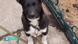 Щенок 3,5 месяца в добрые руки