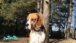 Вязка. Бигль. Кобель.