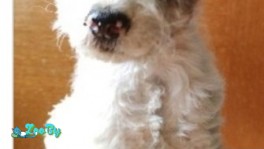 Продаю щенка