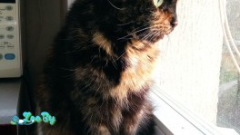 Кошечка Мурочка, Срочно!