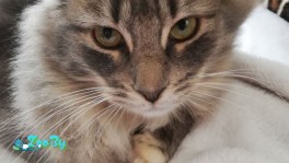 Котик в дар