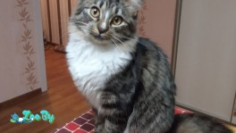 Кошечка 1год 3 месяца. 