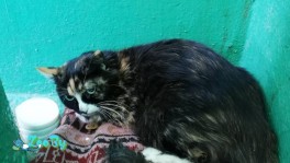 Найдена кошка, Витебск, проспект Московский, д. 64б