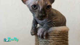 Котята канадского сфинкса 