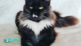 Кот мейн-кун 