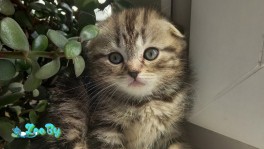 Шотландские котята (вислоухие и прямоухие )