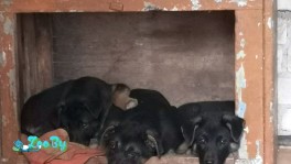 Щенкам срочно нужен дом или передержка!