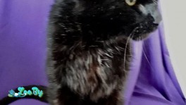 Бандерасу очень нужен дом!