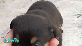 Срочно нужна передержка или дом!