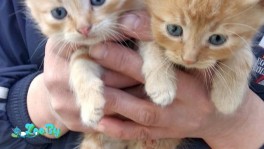 СОС! котятам срочно нужен дом
