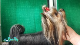 Вязка Йорка. Чемпион РБ, Чемпион Породы. Развязан