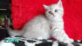 Шотландская кошечка скоттиш страйт из питомника 