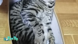 Котик Фреди
