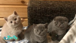 Продажа британских котят