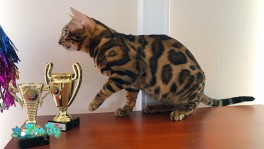 Бенгальский кот Вязка приглашает подружек 