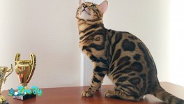 Бенгальский кот Вязка приглашает подружек 