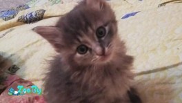 Красивые котята в дар