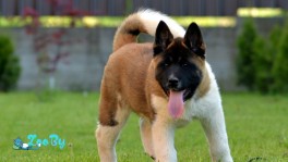 Американская акита