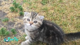 Шотландец  (скотиш фолд)