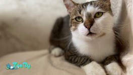 Котик Флинт ищет дом!