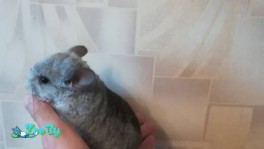 Шиншиллята