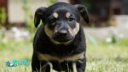 Щенки в дар