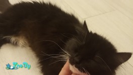 Ласковая кошечка в надёжные руки