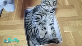 Срочно! Помогите пристоить котика
