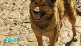 Рыжая красотка-лисичка Злата срочно ищет дом.