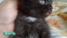 Отдам котят