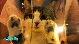 Отдаём котиков в хорошие руки
