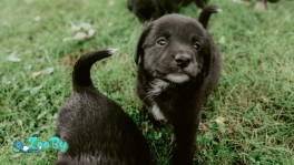 Раздаем щеночков 