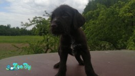 Продам щенка породы дратхаар 