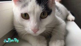 Кошка Джиа ищет дом ! 