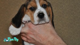 Щенки бигль 05.05.21, мальчики триколор, бронирование.