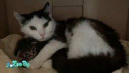 Кошечка в дар