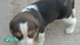 Продам щенков эстонской гончей 