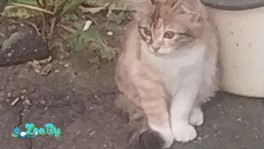 Котенок срочно ищет дом!