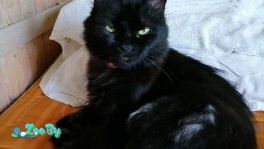 Кошка в дар