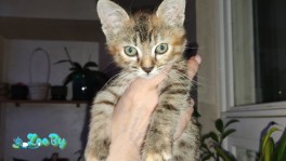 Кошка в дар