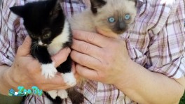 отдам даром