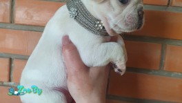 Французкий бульдог