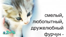 5 очаровательных котят: 4 сыночка и лапочка дочка