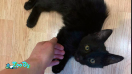 Отдам котенка в добрые руки